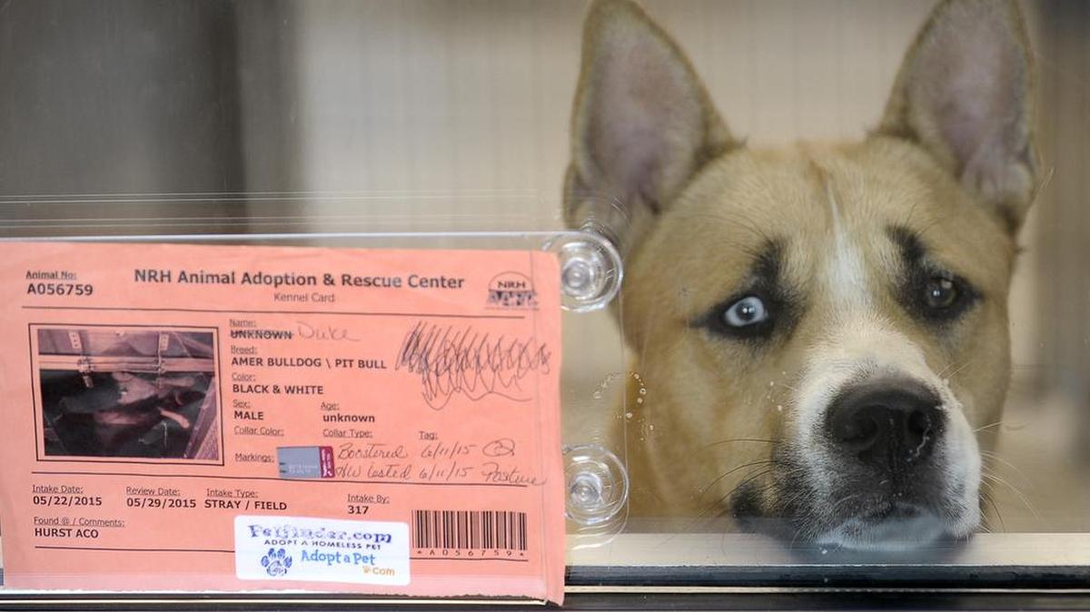 
One of the many dogs up for adoption at the new North Richland Hills pet adoption center in June. Adoption fees are waived during the Clear the Shelters event Saturday.
