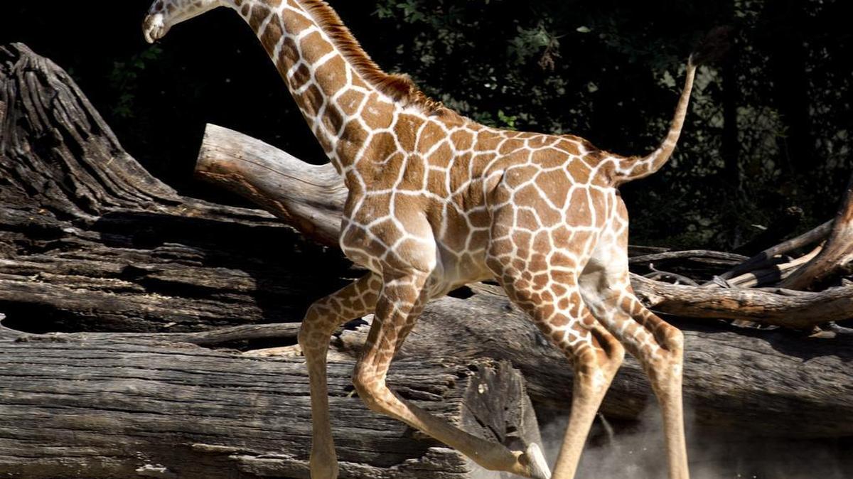 
Willie, one of the baby giraffes at the Zoo, kicks up his heels on Thursday. The Fort Worth Zoo plans to build a new Serengeti exhibit that would benefit giraffes, rhinos and Asian elephants.
