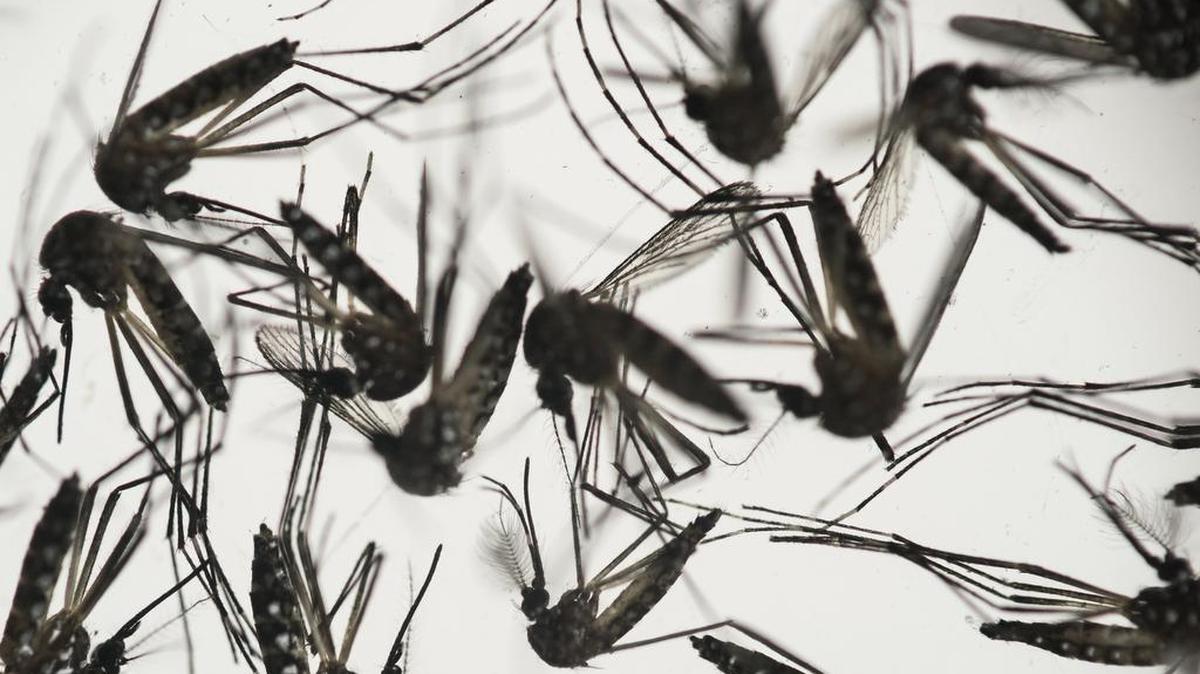 The first Zika virus case reported in Dallas was transmitted during sex with an infected person, not by a mosquito.