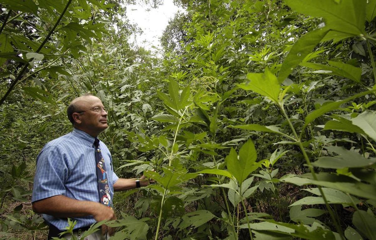 In this file photo, Dr. John Fling points out ragweed in Trinity Park.