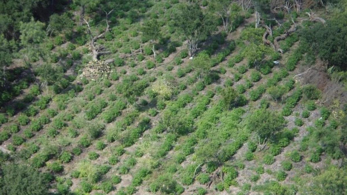 An aerial search by Texas game wardens discovered the illegal marijuana farm in Menard County last week.