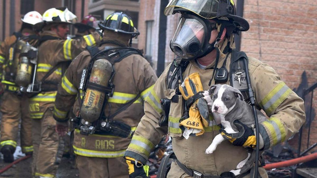 Firefighter Jake Simms rescues a puppy from one of several apartments that caught fire at the Sandshell at Fossil Creek apartments in north Fort Worth Sunday.
