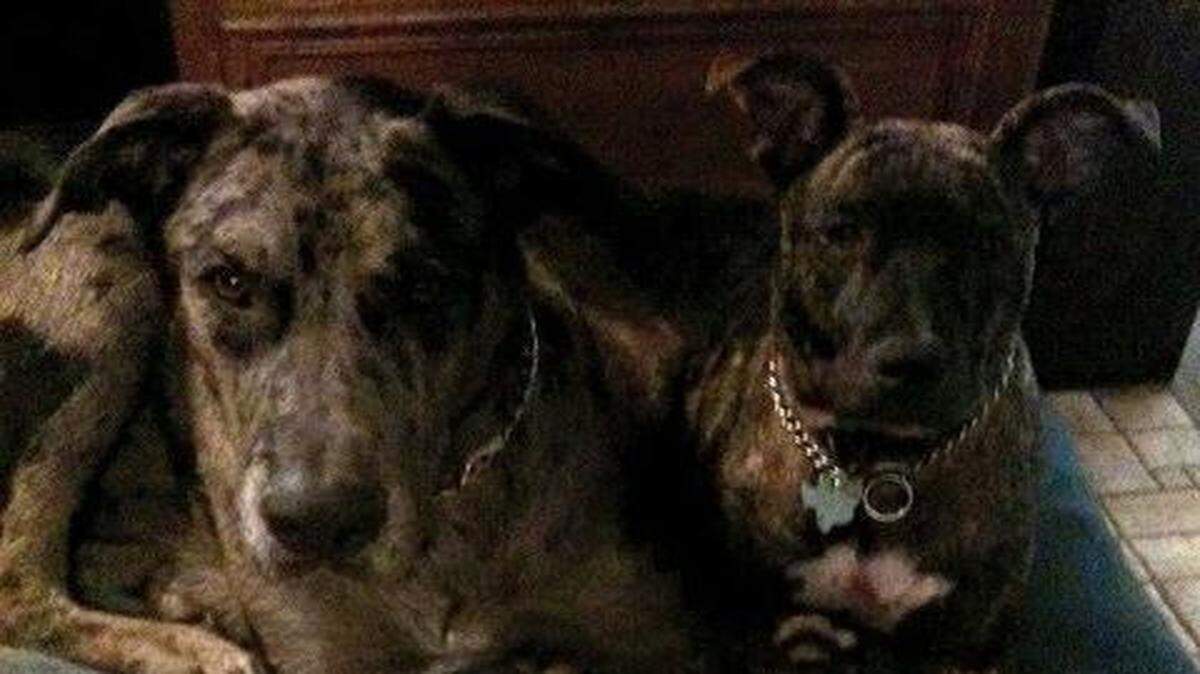
Loki and Torchy disappeared from a back yard in Decatur on Dec. 27.
