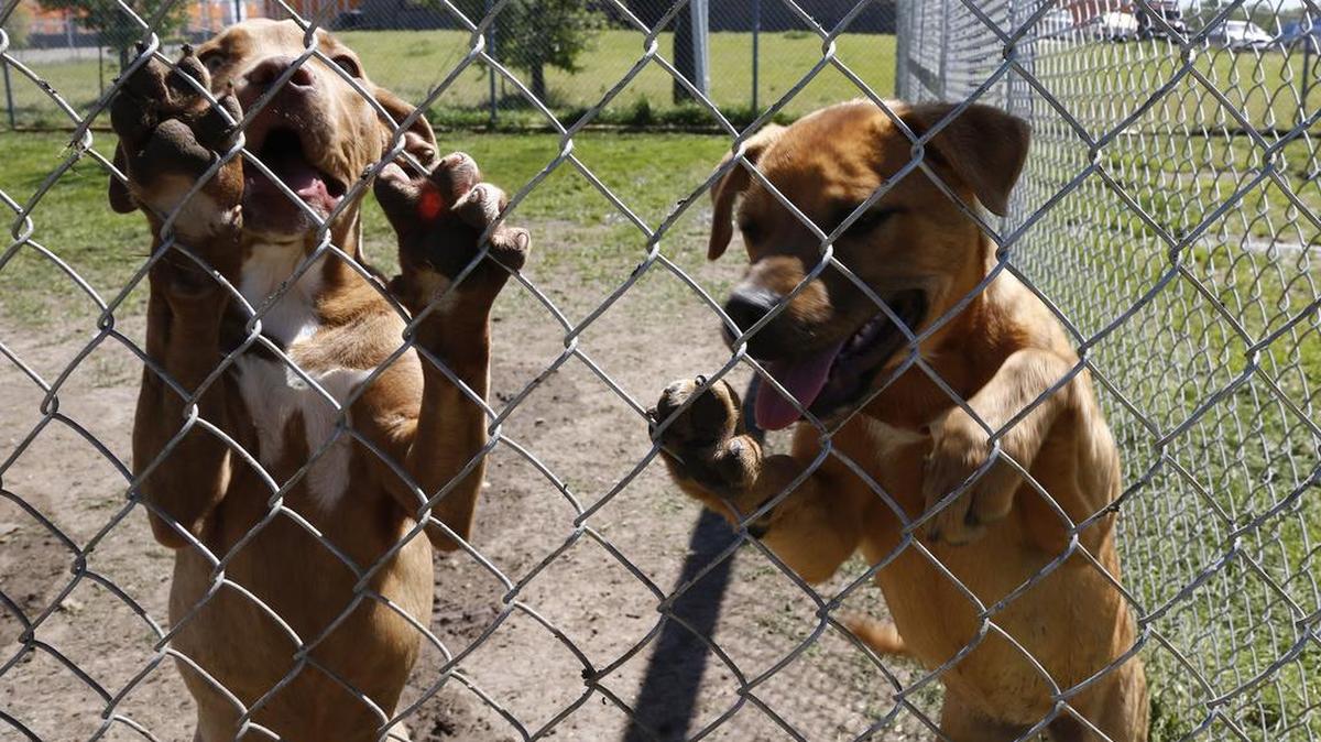 Two puppies at the Fort Worth animal shelter earlier this year.
