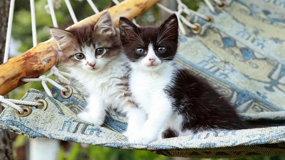 Jordan, left, and Willis were rescued from a storm drain.