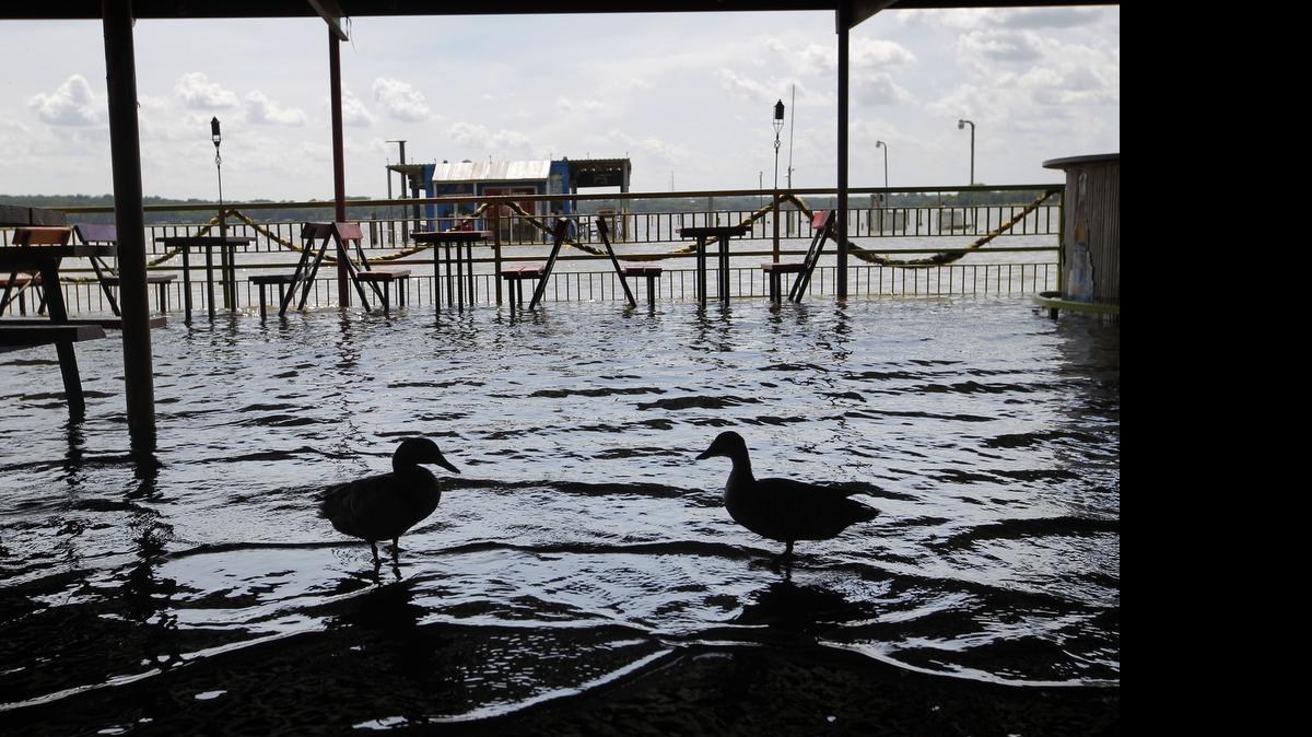 
Ducks take over the patio at Augie's Sunset Cafe as water continues to rise on Eagle Mountain Lake on June 19, 2015. A flood advisory in effect for the area on Wednesday has been canceled. 
