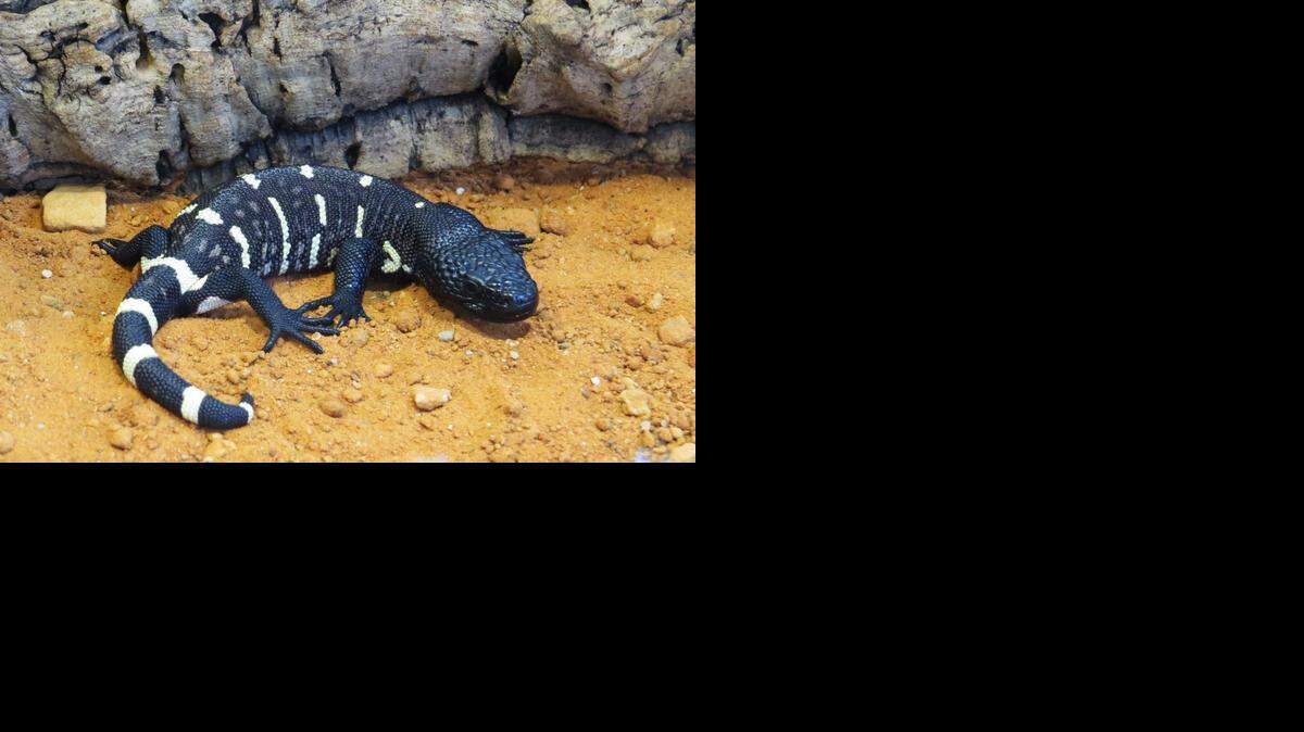 
A baby beaded lizard is among the animal attractions to the Fort Worth Zoo this spring. The zoo currently has several animals that are either babies or little ones. Every spring, the Fort Worth Zoo draws thousands of visitors.
