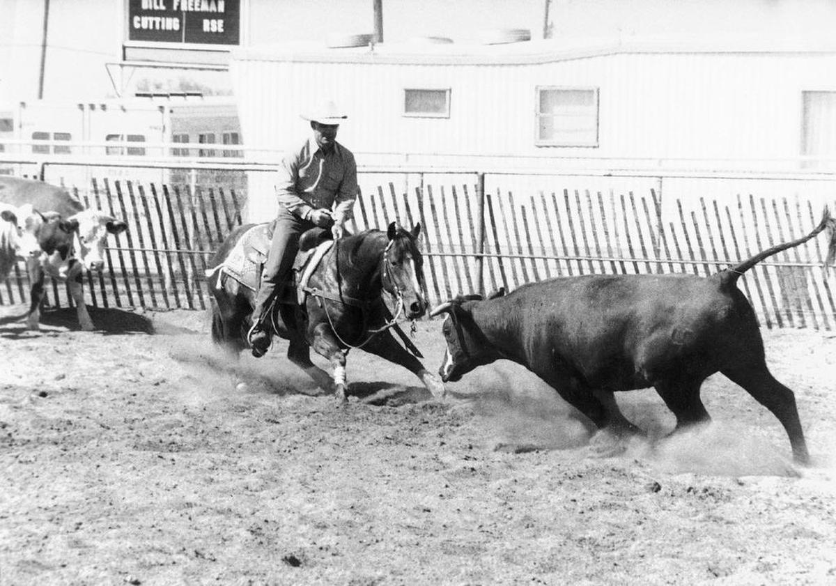 Tommy Manion’s Smart Little Lena won $743,000 during his career. His rider Bill Freeman rides the horse in a cutting horse competition.