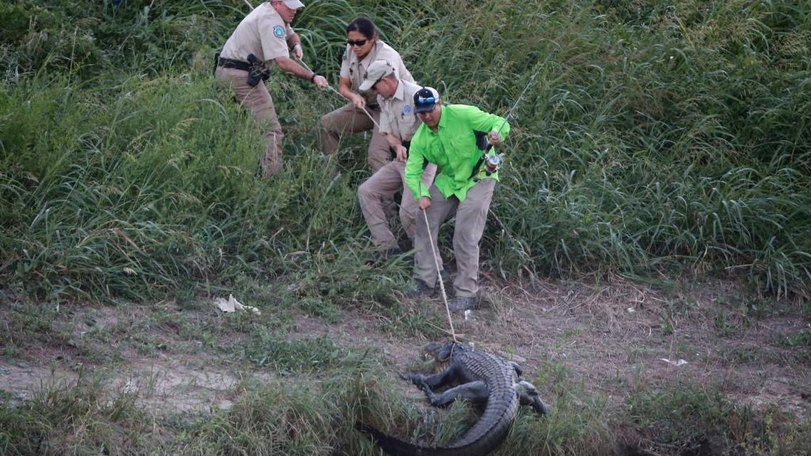 Last year, this 10-foot alligator was pulled from the Trinity River near downtown and relocated to the Fort Worth Nature Center. Wildlife experts think this is the same gator, nicknamed Hollywood, that startled people on the southern end of Lake Worth recently.