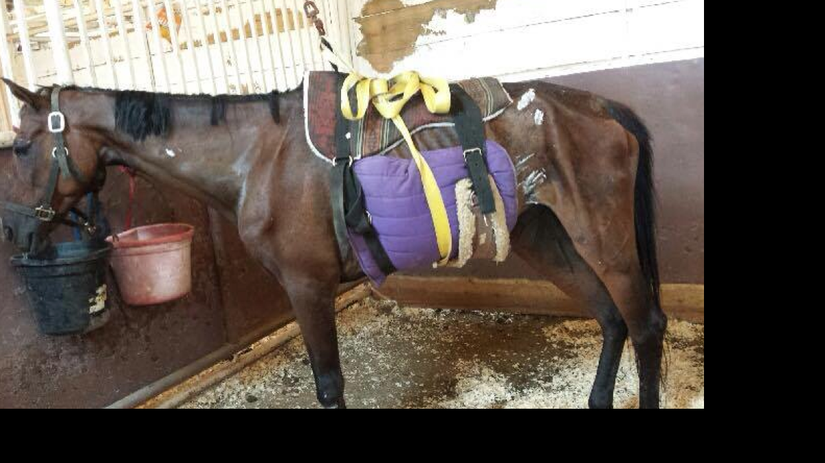
Stella, a 12-year-old bay mare, was in serious condition Monday after she was found on June 28 starving to death and covered in fire ant bites. At times, the mare still needs a sling to stand in her stall in Decatur. A $2,500 reward has been offered leading to an arrest and conviction in the case. 
