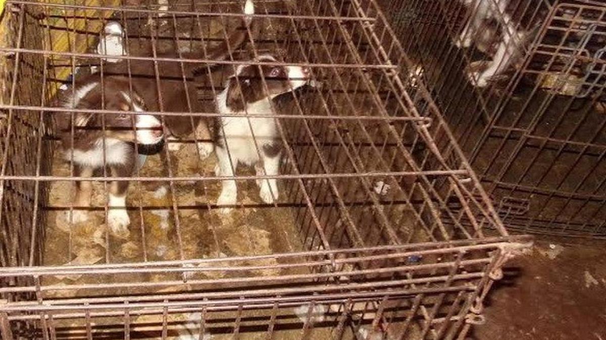 Authorities seized 73 dogs on March 18 from a puppy mill in Stephens County.