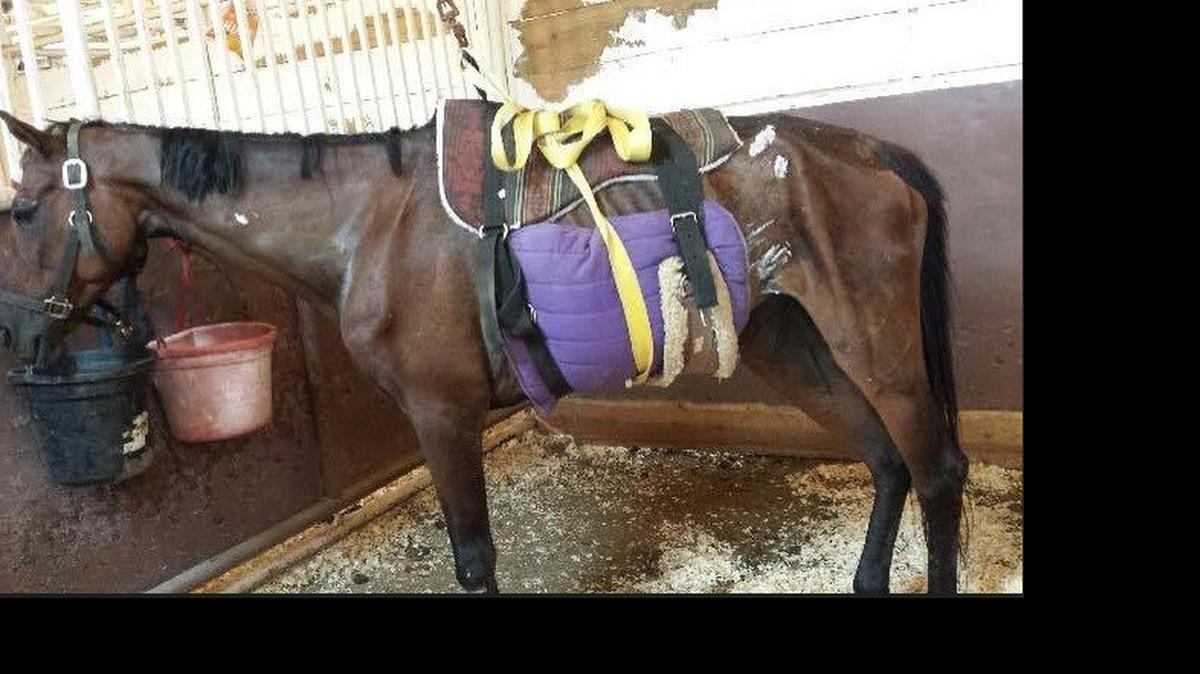 
Stella, a 12-year-old bay, is in critical condition after she was found Monday, starving and covered in fire ant bites on a country road west of Fort Worth. Officials are trying find her owner.

