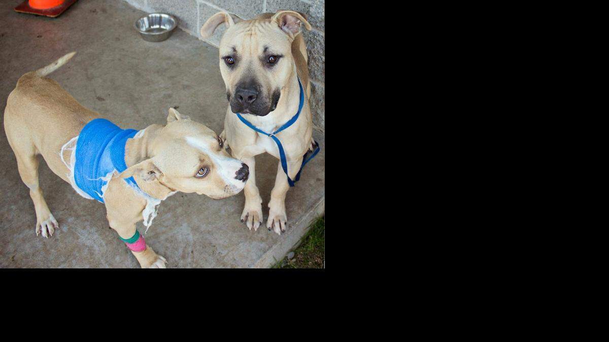 
Cyrus (left), a 2-year-old pitbull-mix, had to have his leg amputated two weeks ago. Rocker, a 1-year-old pitbull-mix, donated the blood that saved Cyrus’ life. Cyrus is now making a recovery and both dogs are available for adoption at the Fort Worth Animal Care and Control Center. 
