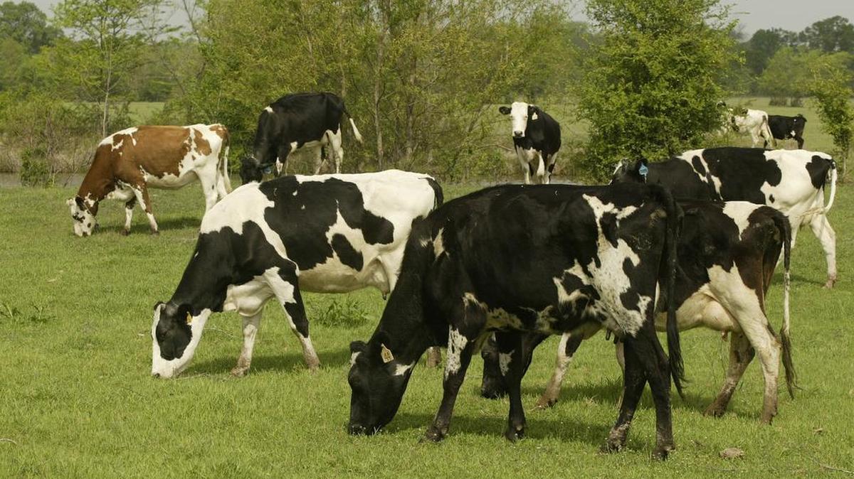 A dairy farm in Paradise, not pictured here, is cooperating with CDC authorities after tainted raw milk was discovered.