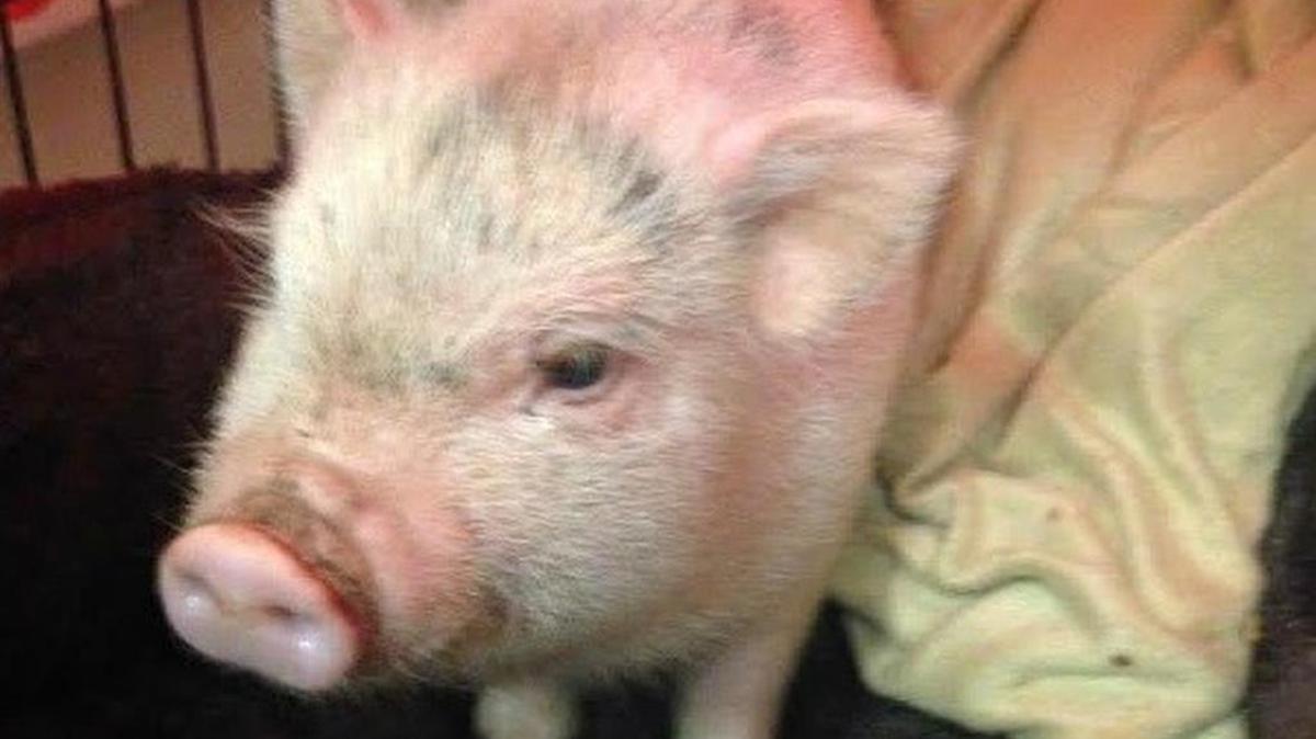 Little Princess Hammie, the potbellied pig, captured by Fort Worth police is in good health at the Fort Worth Animal Shelter. A rescue group is expected to pick her up soon.