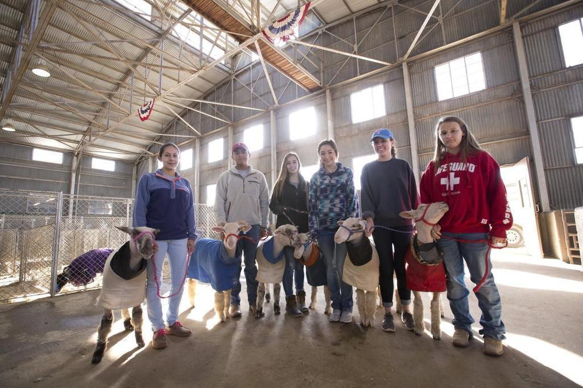 Students in the Arlington Heights FFA program prepare to show their lambs at the Stock Show. From left are Cristal Armenta, 17, Michael Holland, 19, Sophia Matar, 15, Isabella Matar, 18, Mercedes Peterson, 16, Whitmui Kinnaman, 14.