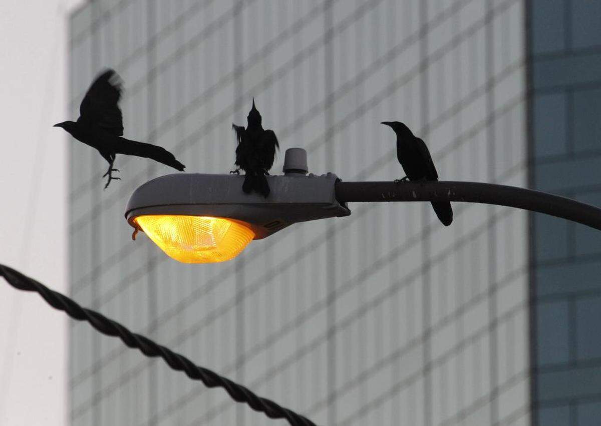 The common grackle will eat almost anything.