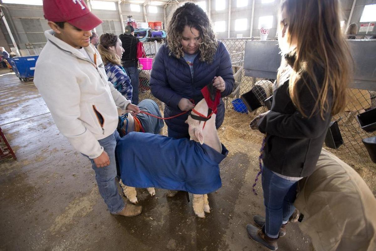 Arlington Heights High School Agriculture Science teacher Linsey Shands, middle, helps Michael Holland, 19, with his sheep as Sophia Matar, 15, looks on. Students in the Arlington Heights FFA program arrived with their sheep at the Stock Show on Thursday, Jan. 25, 2018. Arlington Heights High School is among urban schools that having growing agriculture science and livestock programs.