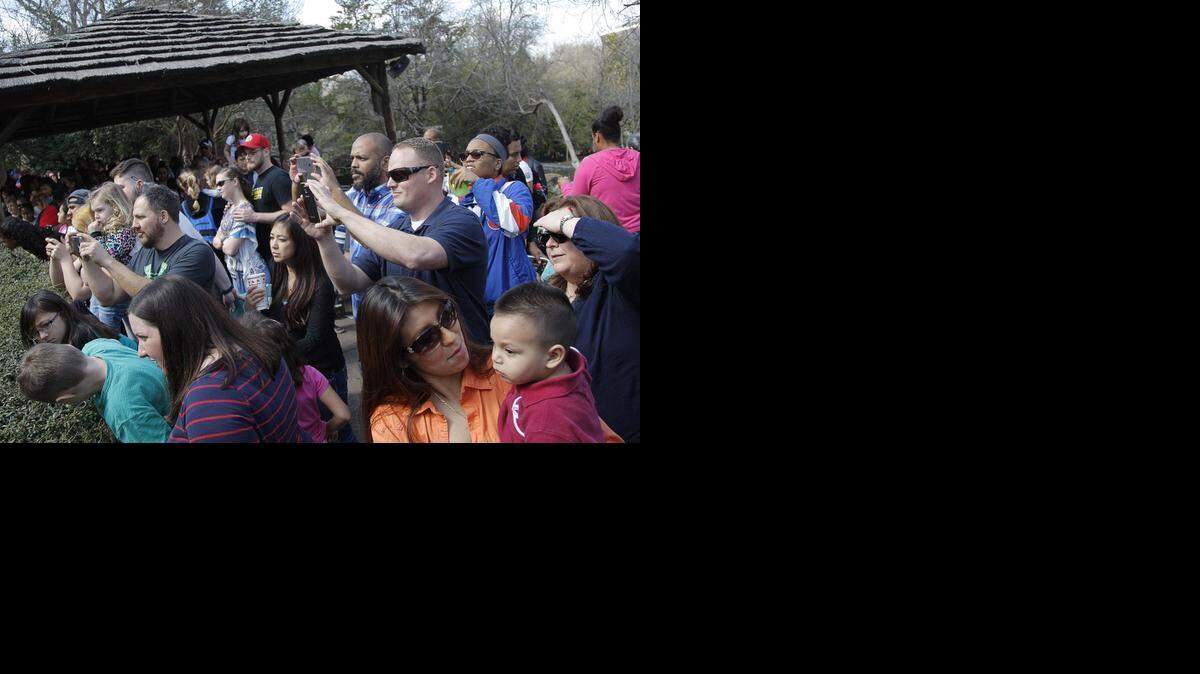 
A crowd checks out the lions at the Fort Worth Zoo on Wednesday. Despite the hubbub, the big beasts, below left, didn’t seem all that excited.

