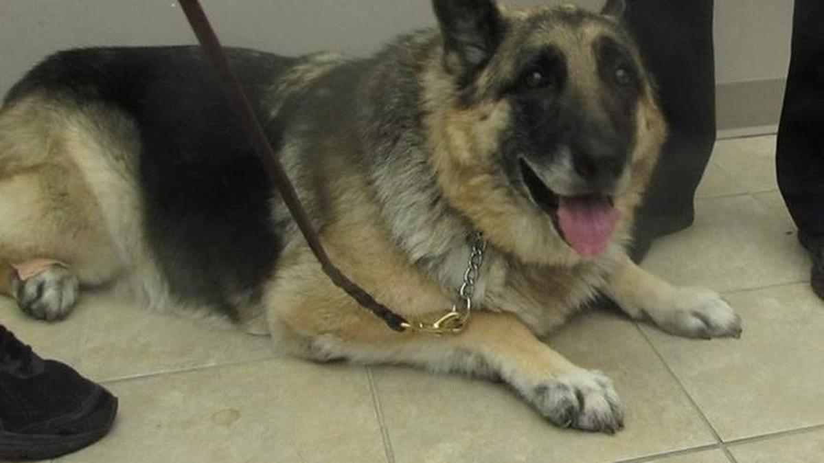 Luca is a candidate for the American Humane Dog Awards American Hero Dog title. Vote for him at http://herodogawards.org/dog/luca.