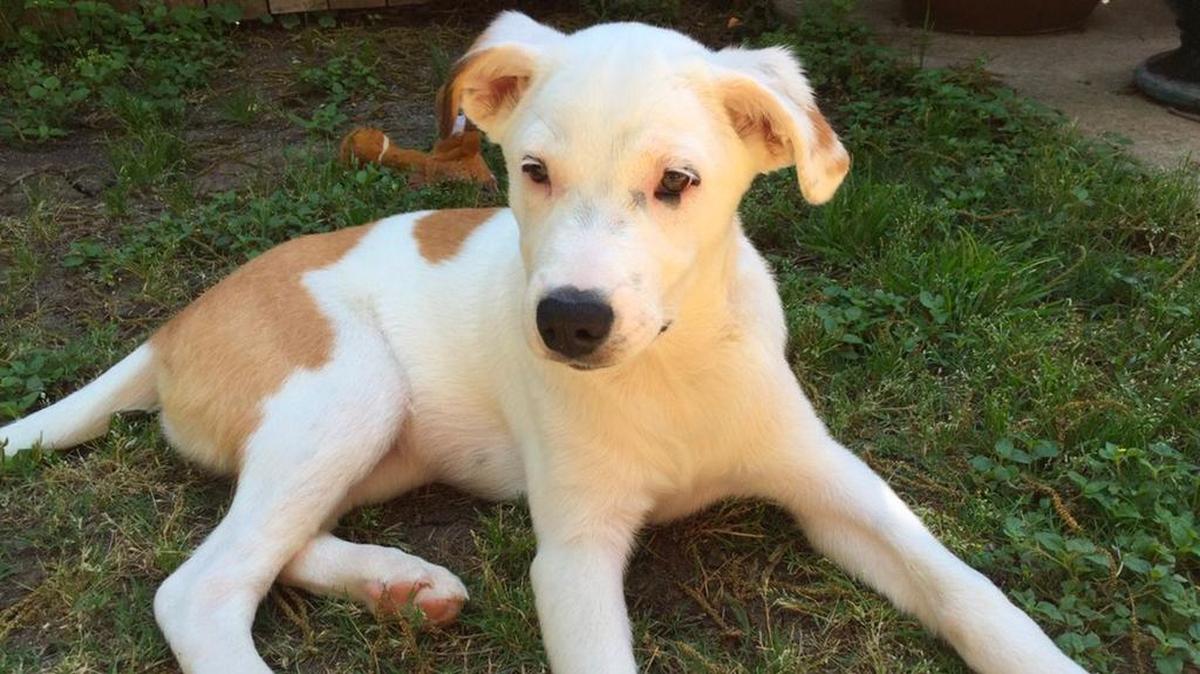 Petey was taken from his family during a burglary Saturday.