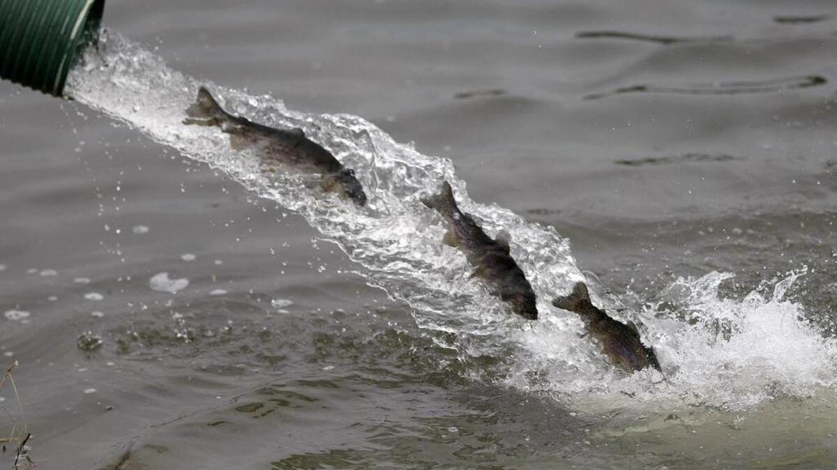 Texas Parks & Wildlife staff stocks a pond at Greenbriar Park in Fort Worth with more than 2,900 rainbow trout on Wednesday, Jan. 6, 2016.