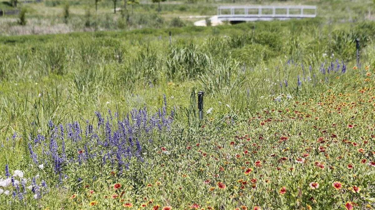 Bluestem Park is full of wildflowers and native plants.