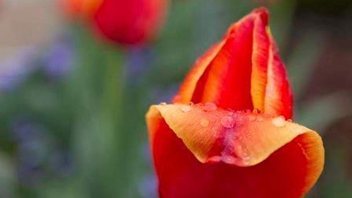 
Tulips blooming in west Fort Worth will be receiving more spring rain.
