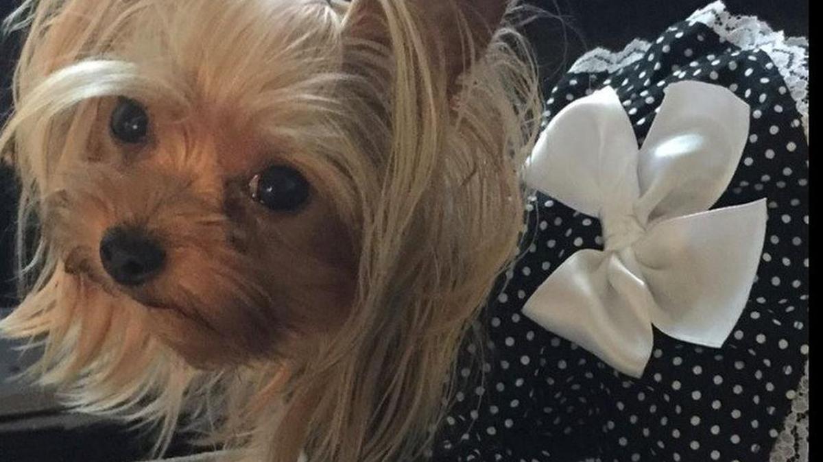 This therapy dog named Koko was stolen Oct. 24 from a home on Drake Lane in Fort Worth. Fort Worth police are asking for help finding her.