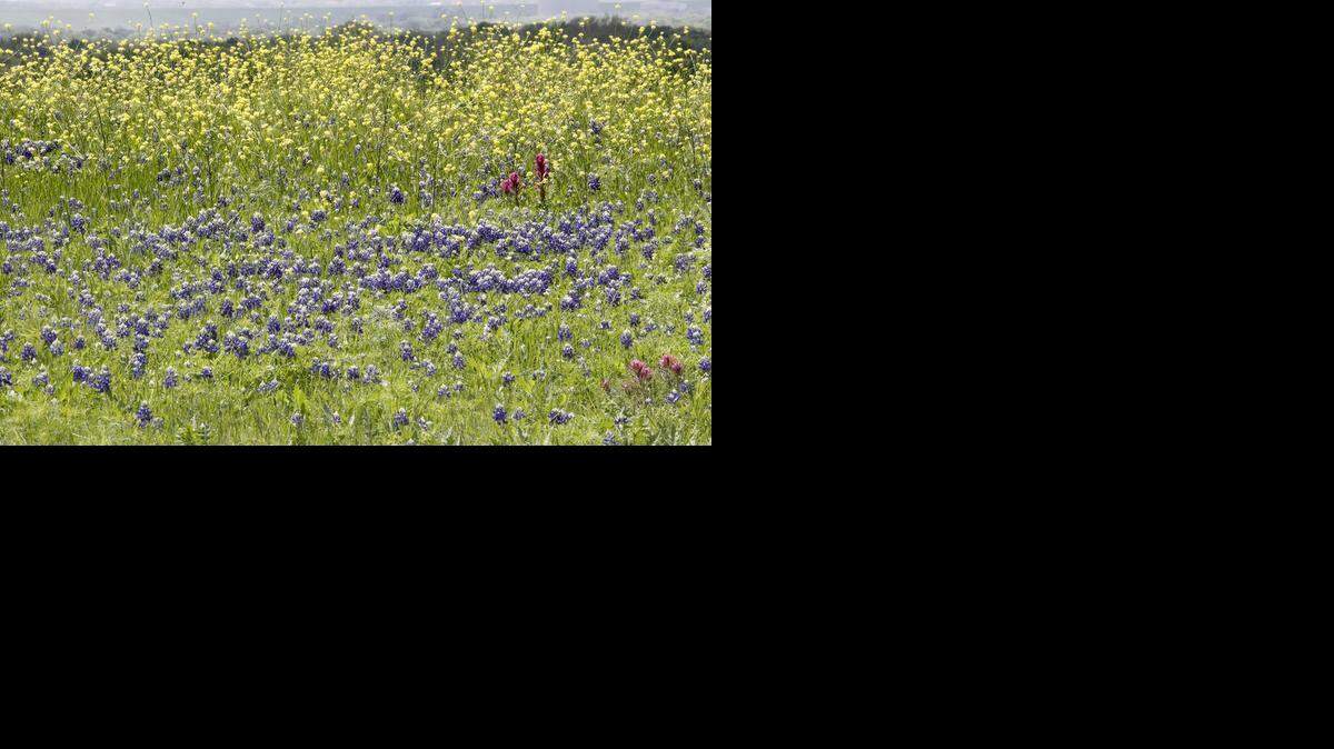 
Bluebonnets mingle with other wildflowers along Interstate 20 near Bryant Irvin Road in Benbrook on Monday. A wet winter is causing the wildflowers to appear a little later than usual this year.
