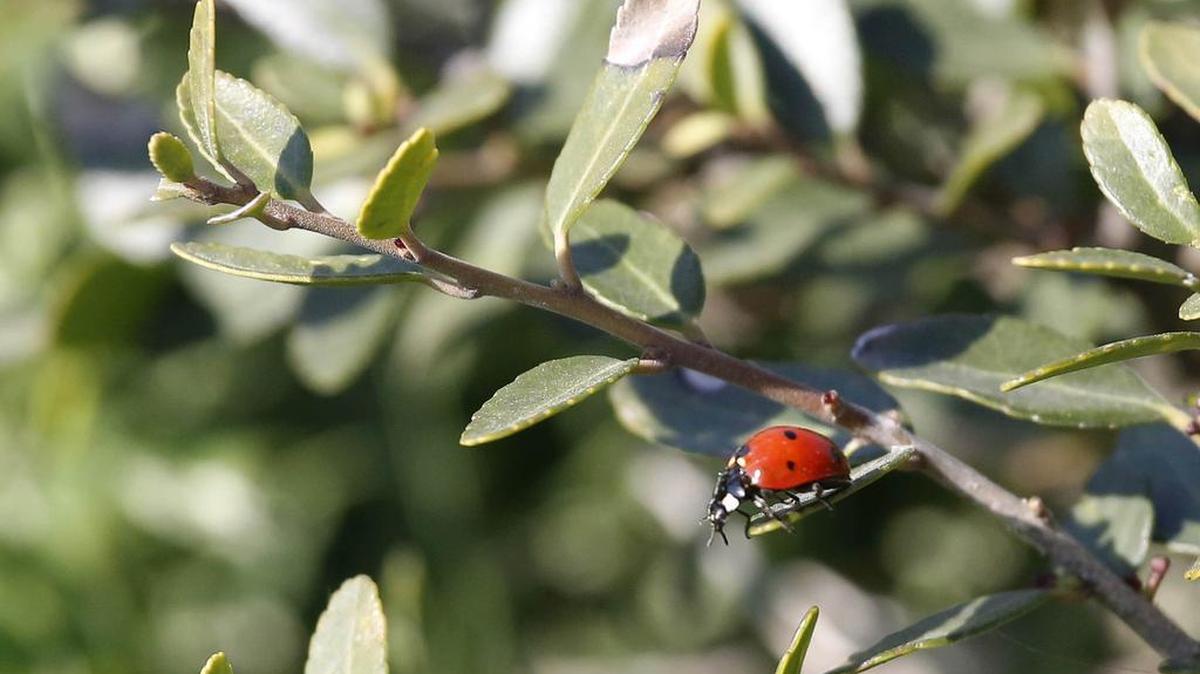 A ladybug searches a yaupon holly as a mild winter results in early signs of spring in North Richland Hills.