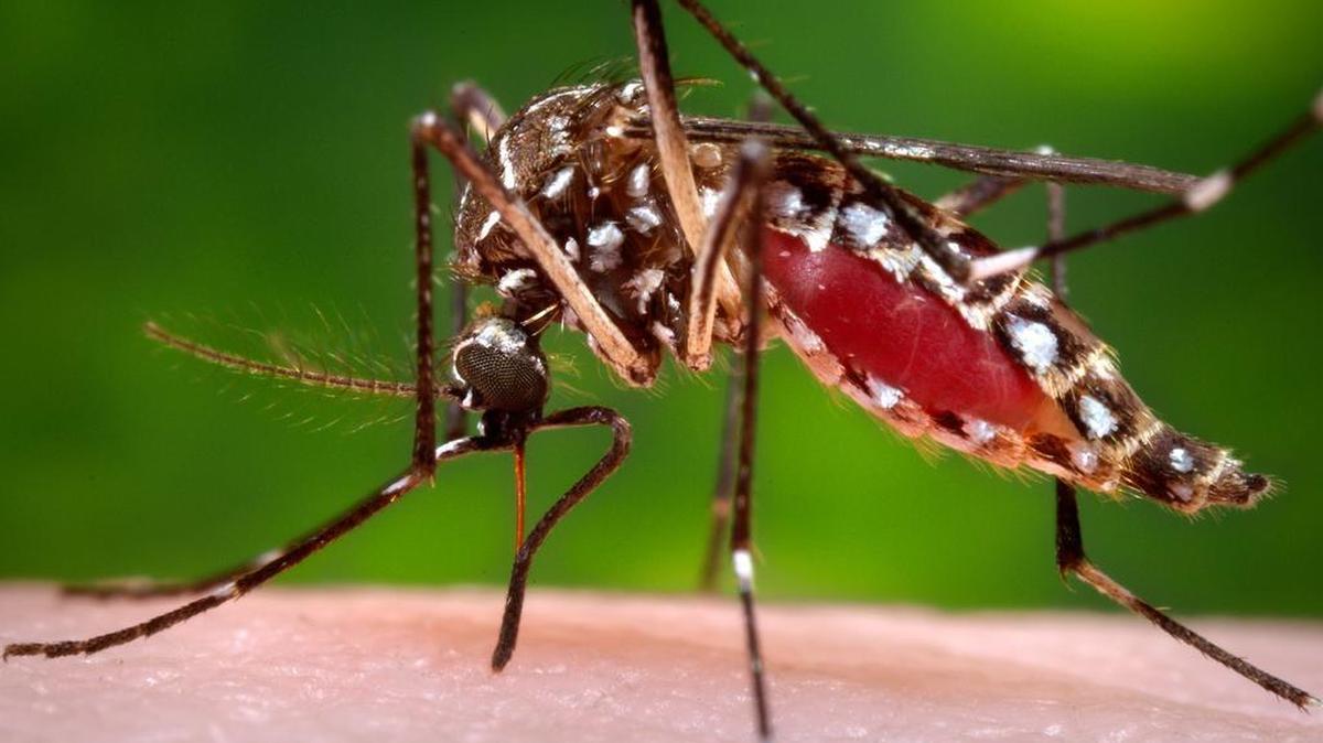 This file photo shows a female Aedes aegypti mosquito in the process of acquiring a blood meal from a human host.