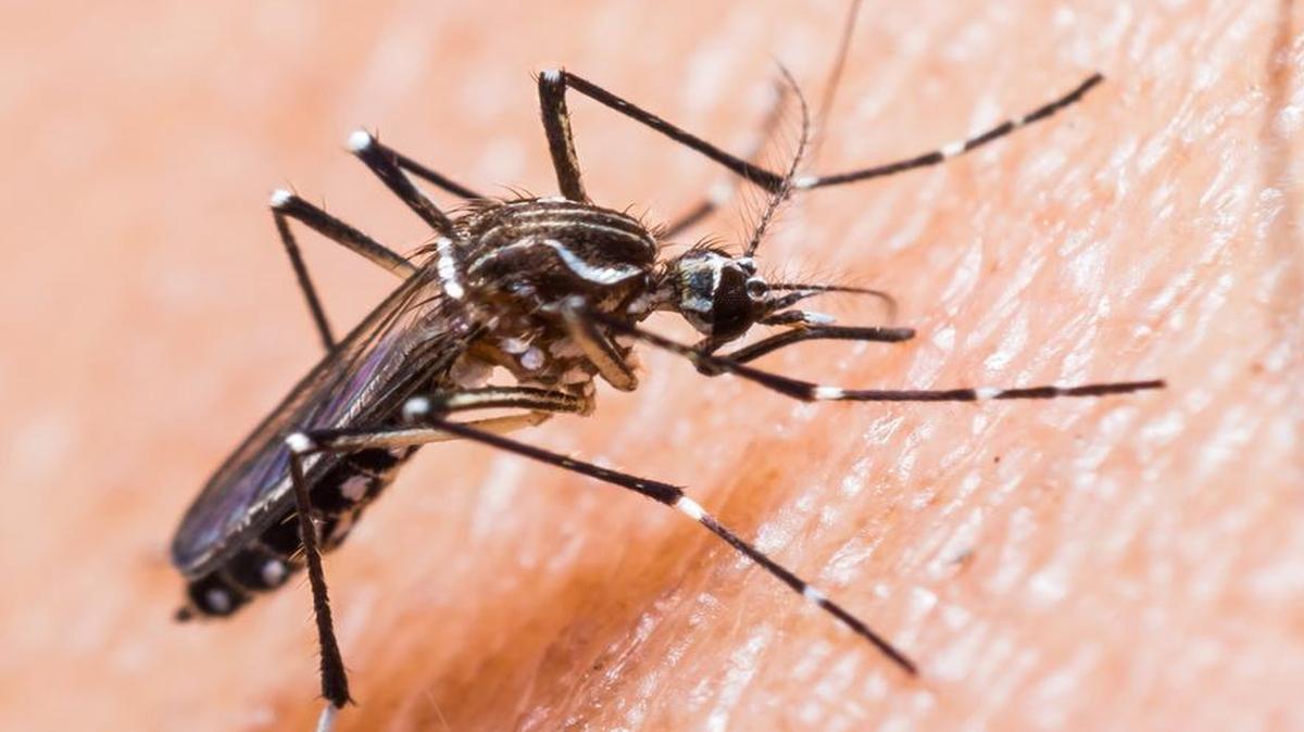Zika virus is primarily spread through mosquitoes.