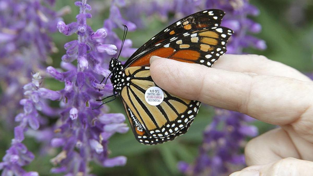 In a file photo, entomologist Gail Manning releases a monarch butterfly that was tagged in the Fort Worth Botanic Garden.