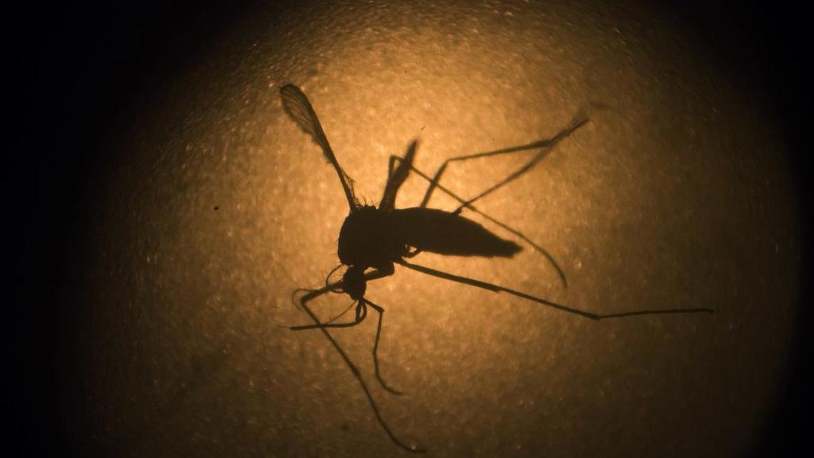 Mosquitos spread West Nile virus.
