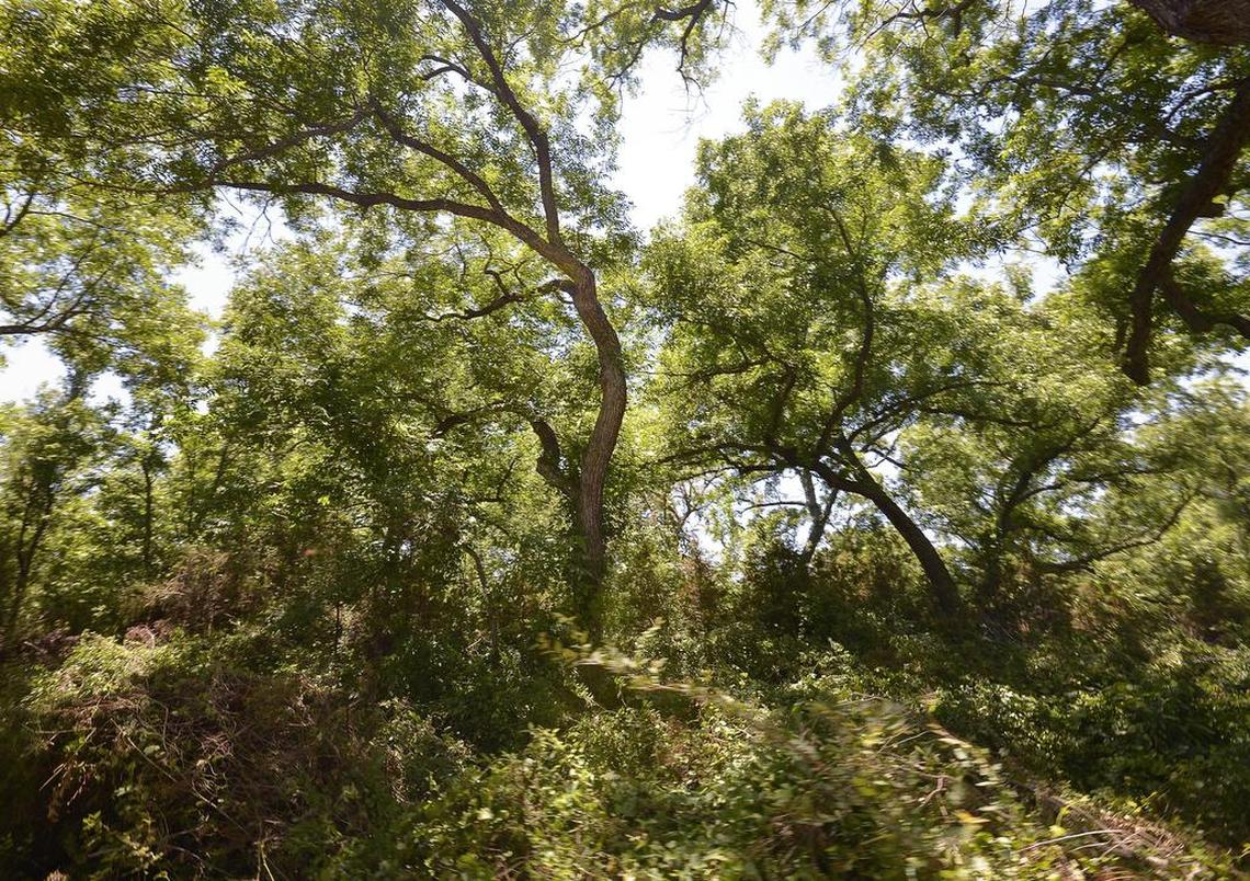 The yellow pollen that coats everything in spring comes from pine trees, but the pollen that makes us feel sick comes from American beech, river birch and hickory oak trees.