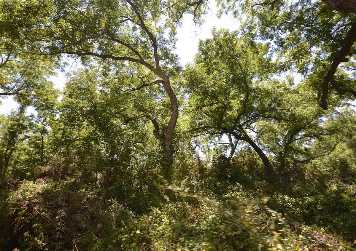 The yellow pollen that coats everything in spring comes from pine trees, but the pollen that makes us feel sick comes from American beech, river birch and hickory oak trees.