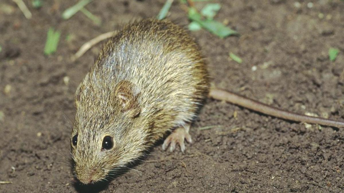Students claim rats have infested a Fort Worth high school.