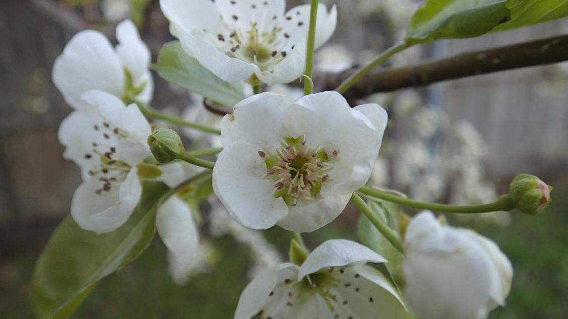 Fruit trees have bloomed early due to the extremely warm winter in North Texas. This pear tree budded out the last week of February.