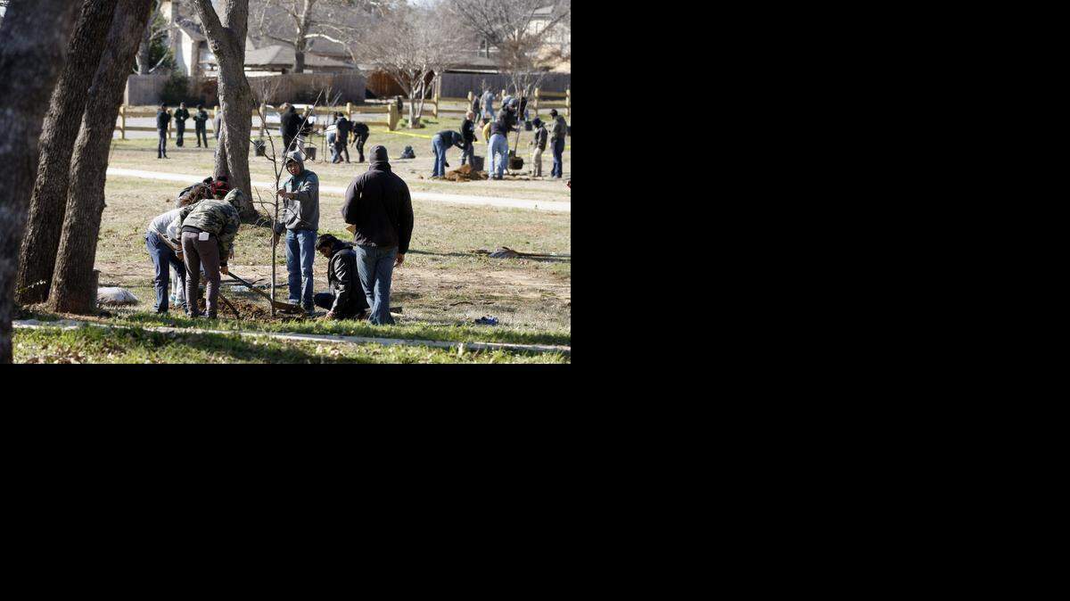 
A team from the University of Texas at Arlington competes in the College Football Playoff Tree Planting challenge in Arlington on Thursday, January 8, 2015. (
