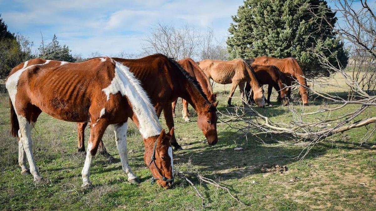 Local humane society officials rescued 90 neglected animals Monday in Falls County. There were nine horses and eight donkeys brought back to the Fort Worth area for rehabilitation.