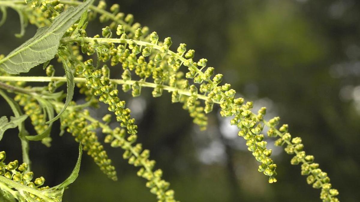 Wichita, Kansas was named the most difficult place to live with seasonal allergies out of the 100 largest cities in the U.S. by a recent study from the Asthma and Allergy Foundation of America. Ragweed, seen here, is just one culprit.