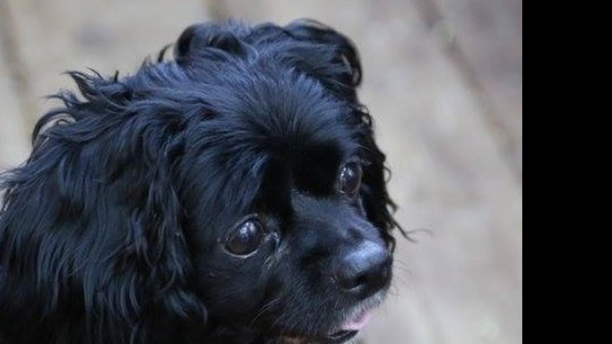 
Cookie’s owner says her dog was beaten to death with a stick on Monday afternoon in her Fort Worth neighborhood. Police said the suspect is an 10-year-old boy.
