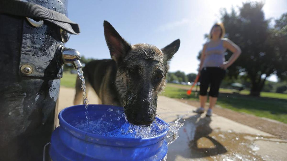 Sasha, a 2-year-old German Shepherd, gets a cool drink of water after playing with owner Janet de Oliveira at Tipps Canine Hollow Dog Park in North Richland Hills in July 2015.