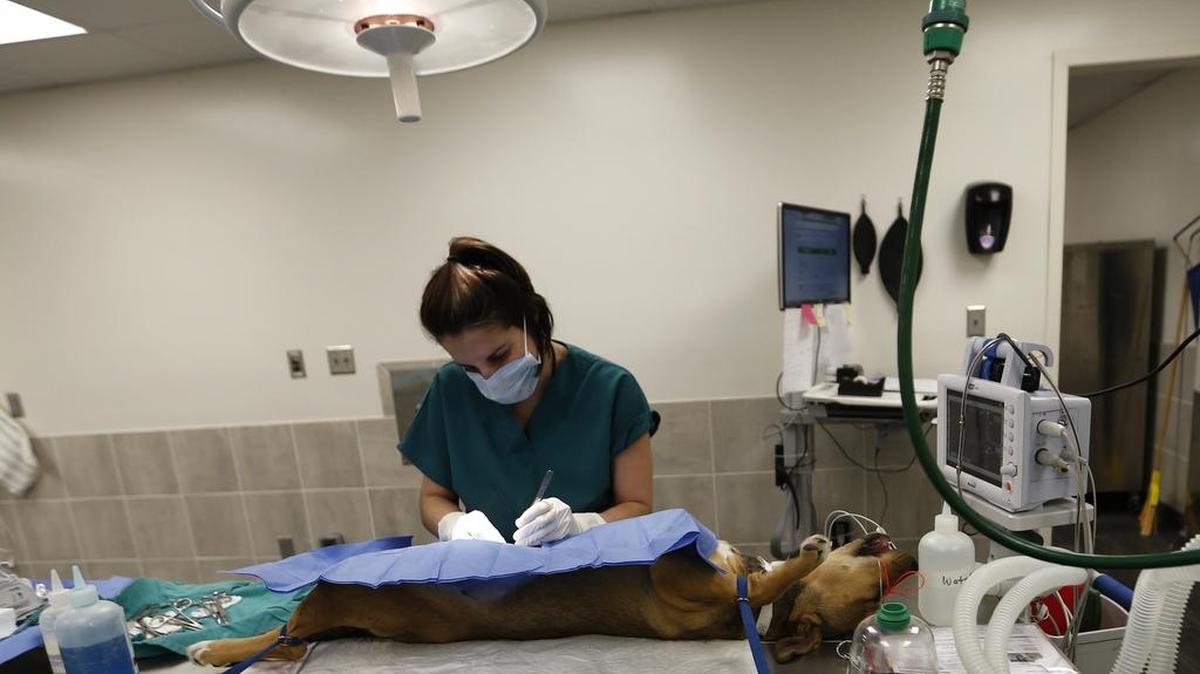Dr. Monica Azzolini spays a dog at the Chuck Silcox Animal Care and Control Center..