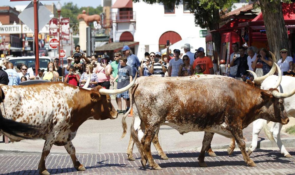 The Fort Worth Herd will take their twice-daily stroll down Exchange Avenue in the Stockyards on Thanksgiving Day.
