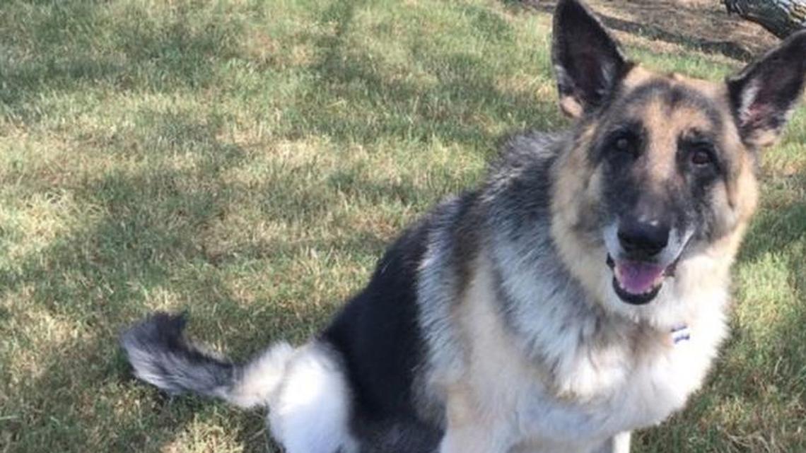 Luca, owned by Fort Worth police officer Cole Brock, was honored with an American Humane Hero Dog award.