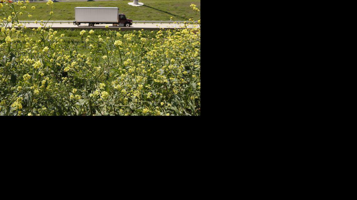 
A truck enters the Chisholm Trail Parkway past patches of bastard cabbage along Interstate 20 in southwest Fort Worth. The invasive species is proliferating this year after a wet winter and early spring.
