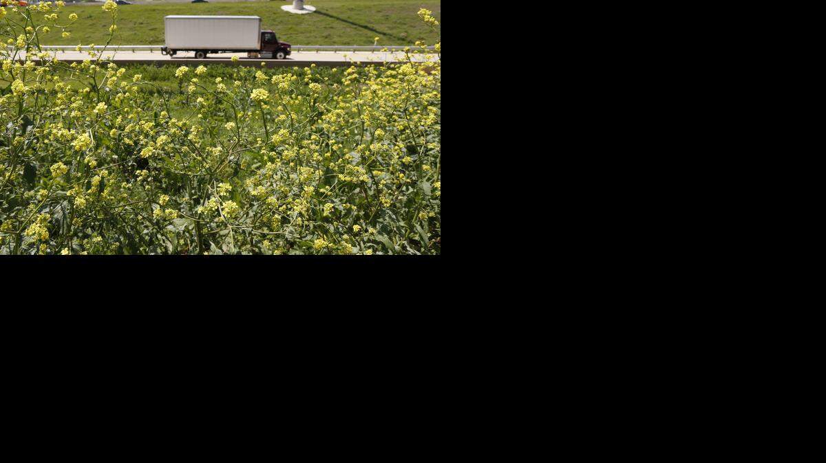 
A truck enters the Chisholm Trail Parkway past patches of bastard cabbage along Interstate 20 in southwest Fort Worth. The invasive species is proliferating this year after a wet winter and early spring.
