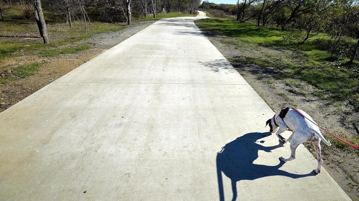 Molly, a pointer, sniffs her way along the new trail in Mountain Creek Preserve in Irving.
